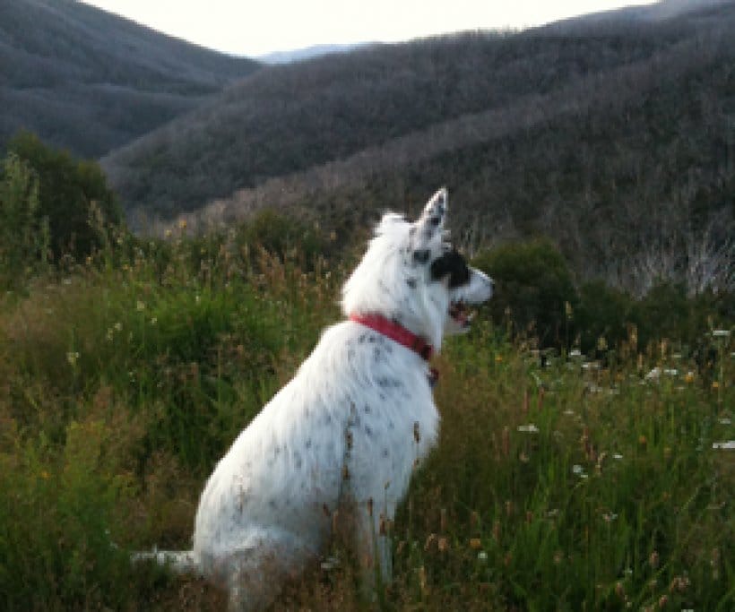 Falls Creek, Dog Policy