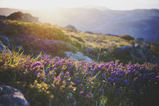 Falls-Creek-Lauren-Flowers-Backlight-HR-31012018 Falls-Creek-Lauren-Flowers-Backlight-HR-31012018