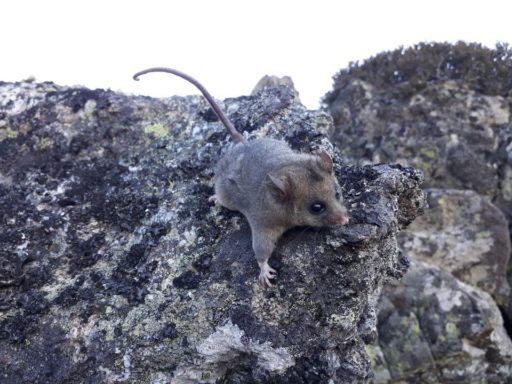 mountain pygmy-possum (photo credit Dean Heinze) Mountain Pigmy Possum