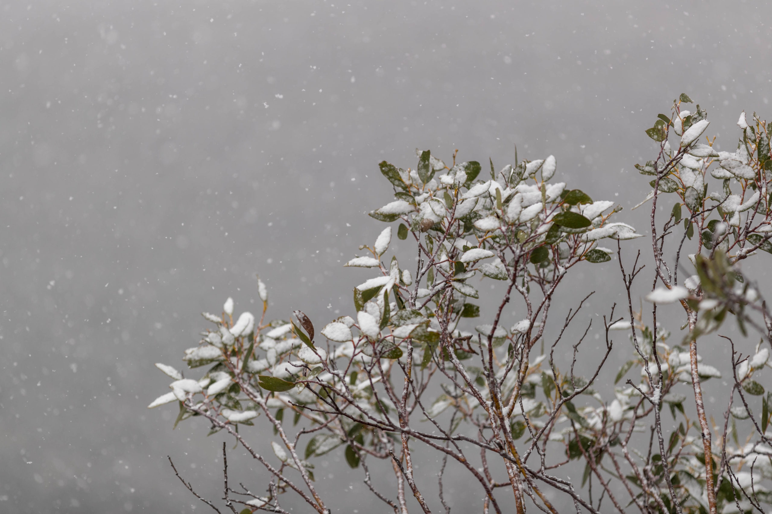 Falls-Creek-First-Snow-Elsie-Nielsen-03052020 (37)