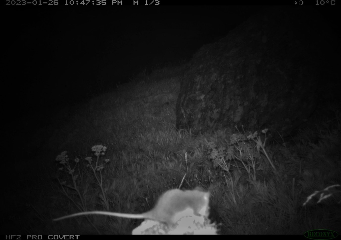 Mountain Pigmy Possum