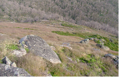 December 2005 Post Fire Recovery at Mt McKay