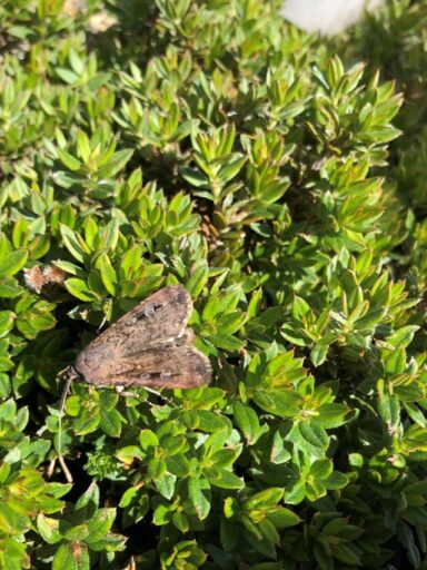 Bogong Moth